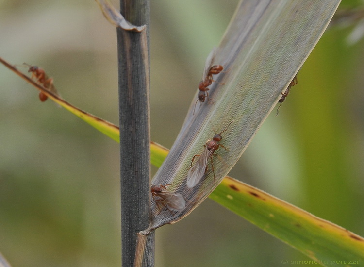 Loro chi sono ? Femmine alate di Myrmica cfr rubra